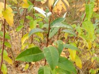 Elaeagnus angustifolia 5, Saxifraga-Rutger Barendse