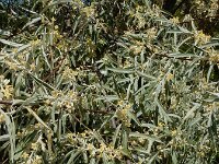 Elaeagnus angustifolia 5, Smalle olijfwilg,  Saxifraga-Ed Stikvoort