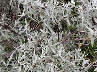 Elaeagnus angustifolia 6, Smalle olijfwilg,  Saxifraga-Ed Stikvoort