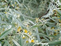 Elaeagnus angustifolia 8, Smalle olijfwilg,  Saxifraga-Ed Stikvoort