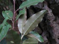 Elaeagnus multiflora 1, Langstelige olijfwilg, Saxifraga-Rutger Barendse