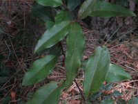 Elaeagnus multiflora 2, Langstelige olijfwilg, Saxifraga-Rutger Barendse