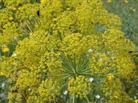 Elaeoselinum foetidum 1, Saxifraga-Jan van der Straaten