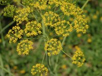 Elaeoselinum foetidum 2, Saxifraga-Jan van der Straaten