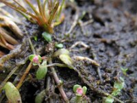 Elatine hexandra 1, Gesteeld glaskroos, Saxifraga-Rutger Barendse