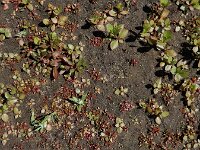 Elatine hexandra 14, Gesteeld glaskroos, Saxifraga-Ed Stikvoort : Halsters Laag A900