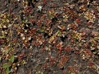 Elatine hexandra 15, Gesteeld glaskroos, Saxifraga-Ed Stikvoort : Halsters Laag A900