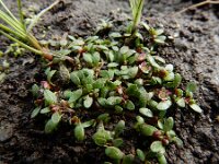Elatine hexandra 18, Gesteeld glaskroos, Saxifraga-Ed Stikvoort : s9900
