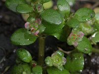 Elatine hexandra 2, Gesteeld glaskroos, Saxifraga-Rutger Barendse