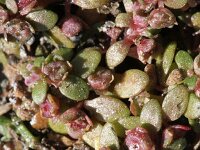 Elatine hexandra 3, Gesteeld glaskroos, Saxifraga-Rutger Barendse