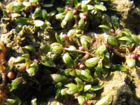 Elatine hexandra 5, Gesteeld glaskroos, Saxifraga-Jasenka Topic