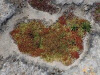 Elatine macropoda 2, Saxifraga-Ed Stikvoort : west van Carvoeiro