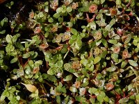 Elatine macropoda 4, Saxifraga-Ed Stikvoort : west van Carvoeiro