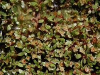Elatine macropoda 5, Saxifraga-Ed Stikvoort : west van Carvoeiro