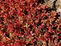 Elatine macropoda 6, Saxifraga-Ed Stikvoort : west van Carvoeiro