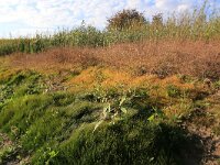 Eleocharis acicularis 3, Naaldwaterbies, Saxifraga-Hans Boll
