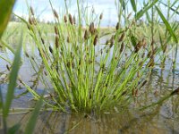 Eleocharis engelmannii 3, Kale waterbies, Saxifraga-Rutger Barendse