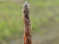 Eleocharis engelmannii 5, Kale waterbies, Saxifraga-Rutger Barendse