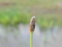 Eleocharis engelmannii 6, Kale waterbies, Saxifraga-Rutger Barendse