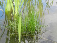 Eleocharis engelmannii 7, Kale waterbies, Saxifraga-Rutger Barendse