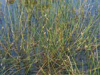 Eleocharis multicaulis 1, Veelstengelige waterbies, Saxifraga-Willem van Kruijsbergen