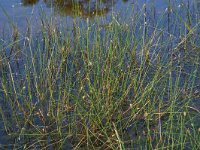 Eleocharis multicaulis 2, Veelstengelige waterbies, Saxifraga-Willem van Kruijsbergen