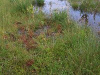 Eleocharis multicaulis 24, Veelstengelige waterbies, Saxifraga-Hans Boll