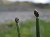 Eleocharis obtusa 2, Stompe waterbies, Saxifraga-Rutger Barendse