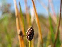 Eleocharis obtusa 5, Stompe waterbies, Saxifraga-Rutger Barendse