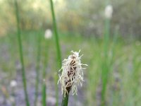 Eleocharis palustris 11, Gewone waterbies, Saxifraga-Rutger Barendse
