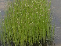 Eleocharis palustris 13, Gewone waterbies, Saxifraga-Willem van Kruijsbergen