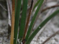 Eleocharis palustris 14, Gewone waterbies, Saxifraga-Rutger Barendse