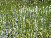 Eleocharis palustris 18, Gewone waterbies, Saxifraga-Willem van Kruijsbergen