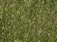 Eleocharis palustris 23, Gewone waterbies, Saxifraga-Willem van Kruijsbergen