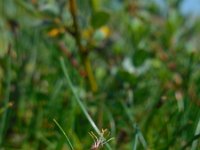 Eleocharis quinqueflora 19, Armbloemige waterbies, Saxifraga-Ed Stikvoort