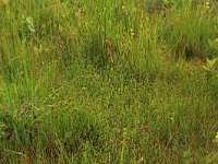 Eleocharis quinqueflora 3, Armbloemige waterbies, Saxifraga-Hans Boll
