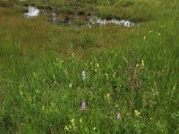 Eleocharis quinqueflora 5, Armbloemige waterbies, Saxifraga-Hans Boll