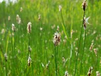 Eleocharis uniglumis 3, Slanke waterbies, Saxifraga-Ed Stikvoort