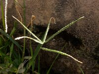 Eleusine indica 10, Plat handjesgras, Saxifraga-Ed Stikvoort