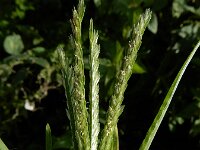 Eleusine indica 13, Plat handjesgras, Saxifraga-Ed Stikvoort : A900
