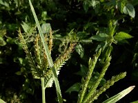 Eleusine indica 16, Plat handjesgras, Saxifraga-Ed Stikvoort : A900