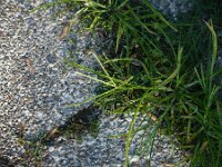 Eleusine indica 2, Plat handjesgras, Saxifraga-Jasenka Topic