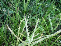 Eleusine indica 3, Plat handjesgras, Saxifraga-Jasenka Topic