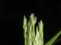 Eleusine indica 6, Plat handjesgras, Saxifraga-Rutger Barendse