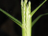 Eleusine indica 7, Plat handjesgras, Saxifraga-Rutger Barendse