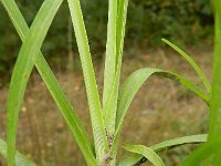 Eleusine indica 9, Plat handjesgras, Saxifraga-Rutger Barendse