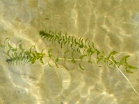 Elodea canadensis 5, Brede waterpest, Saxifraga-Rutger Barendse