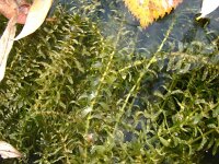 Elodea canadensis 1, Brede waterpest, Saxifraga-Jasenka Topic