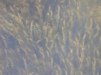 Elodea nuttallii 1, Smalle waterpest, Saxifraga-Peter Meininger