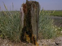 Elymus athericus 1, Zeekweek, Saxifraga-Peter Meininger